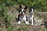 BOSTON TERRIER 138